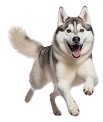 Victorville Dog Groomers